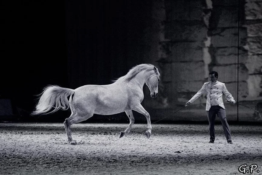 horse show liberté
